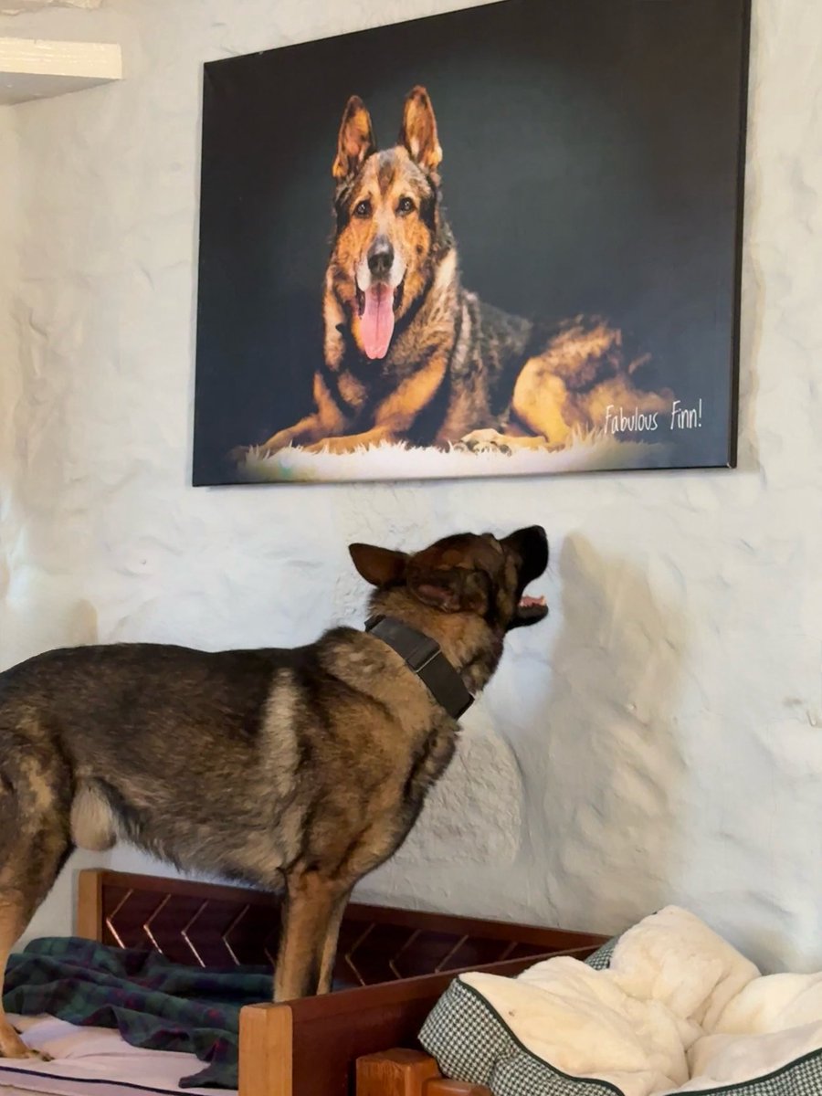 K9Finn's tweet image. “Following in the pawprints…” 🐾💙

This moment stopped me in my tracks.

Young Finley, head tilted, eyes fixed on a picture of our beloved Finn – his uncle. A dog who changed lives, made history, and taught me more than I could ever put into words.

Finn wasn’t just a hero in…