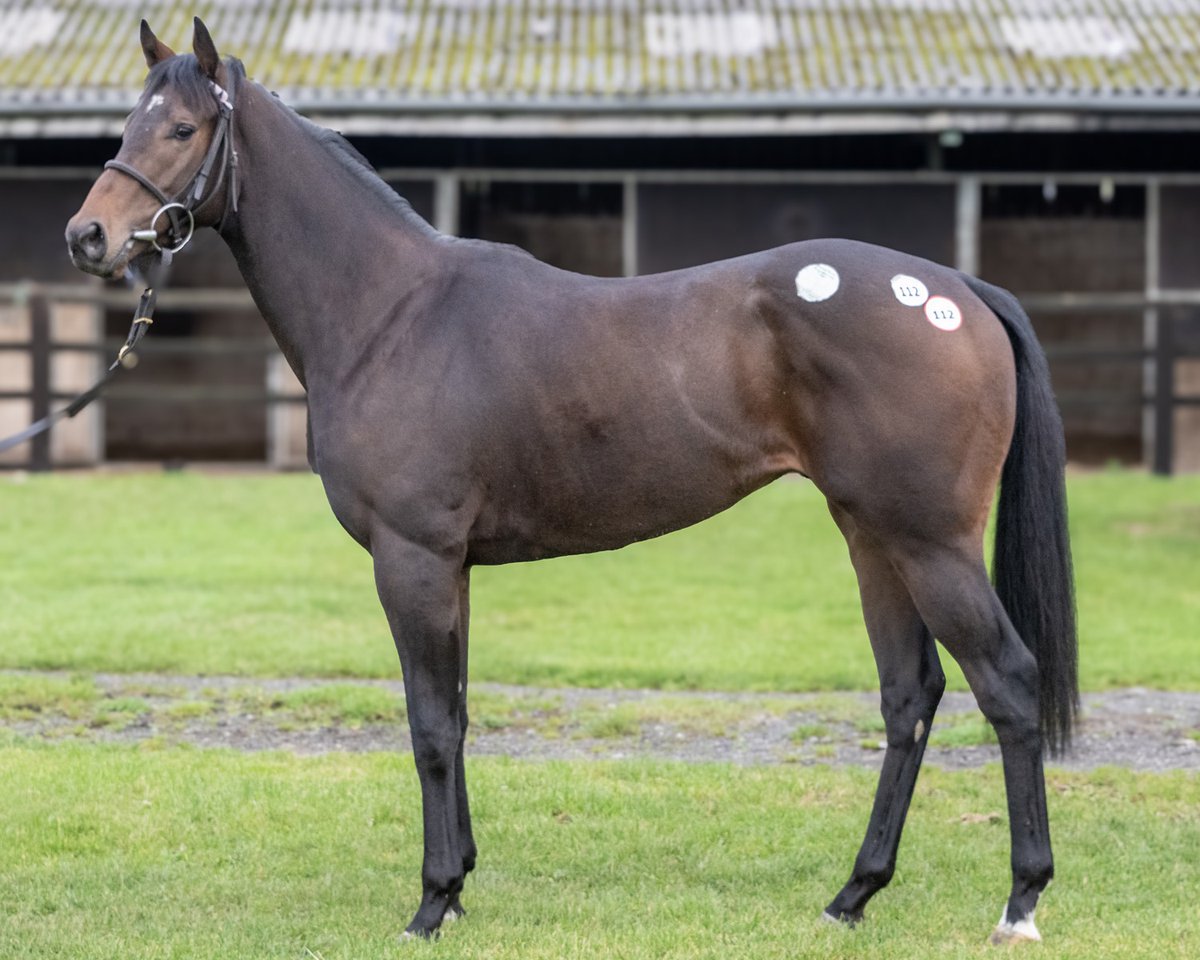 1 runner today, with our <a href="/RuthCarr1/">Ruth Carr Racing Ltd</a> trained INVINCIBLE CROWN going in the 4.00 <a href="/CatterickRaces/">Catterick Racecourse</a> &amp; <a href="/james33837096/">jimmysullivan</a> takes the ride.

Good Luck To All Connections🤞🤞🤞🏇🏇🏇

#fingerscrossed <a href="/RSAsyndicates/">The Racehorse Syndicates Association</a> <a href="/GParkRacing1/">Grange Park Racing</a> #racehorseownership #syndicates #horseracing #sports