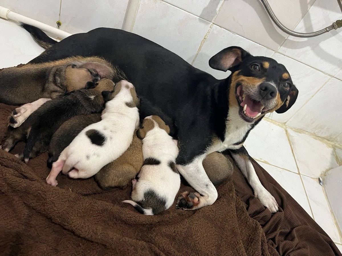 Günaydın. Dün geceden beri inanılmaz üzgünüm. Sizden desteğe hem maddi hem manevi çok ihtiyacim var. Detaylı anlatıcam ama bu Anne ve yavrularına (suan salihlideler) acil güvenli bir alan ve yaşananlar yüzünden klinik desteği gerekiyor. Lütfen hepsini okuyun
Bu anneyi doğumdan