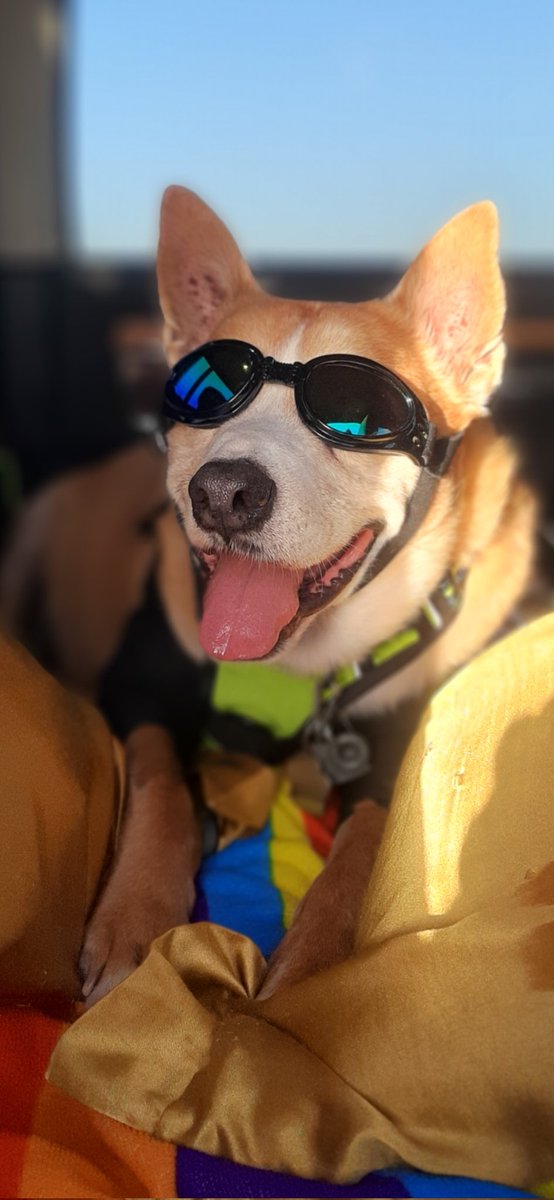 EltonSherrif's tweet image. Everypawdy, we all had some tough days in Texas due to the Kerr County tragedy with still so many missing, but life goes on. So we start now again sharing my adventures, while our sympathy is with all impacted. Here is I in da truck, with my shades on, Sheriff Elton 🙏🚔🚔🐕💞🍀