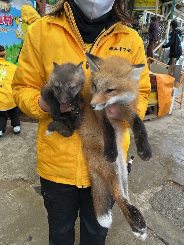 🍁 𝓣𝓱𝓮 𝓕𝓸𝔁 𝓛𝓲𝓯𝓮 🌾🦊 (@thefoxlife) on Twitter photo 