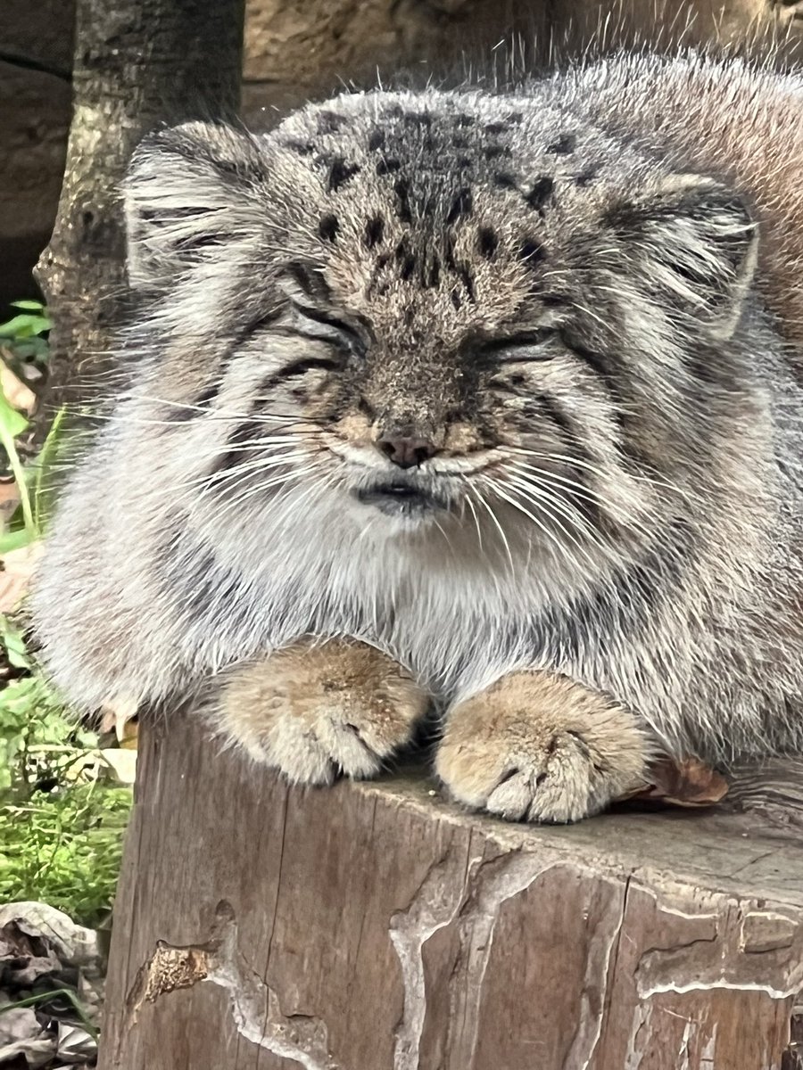 ボル🌈
#ボル
#マヌルネコ
#那須どうぶつ王国