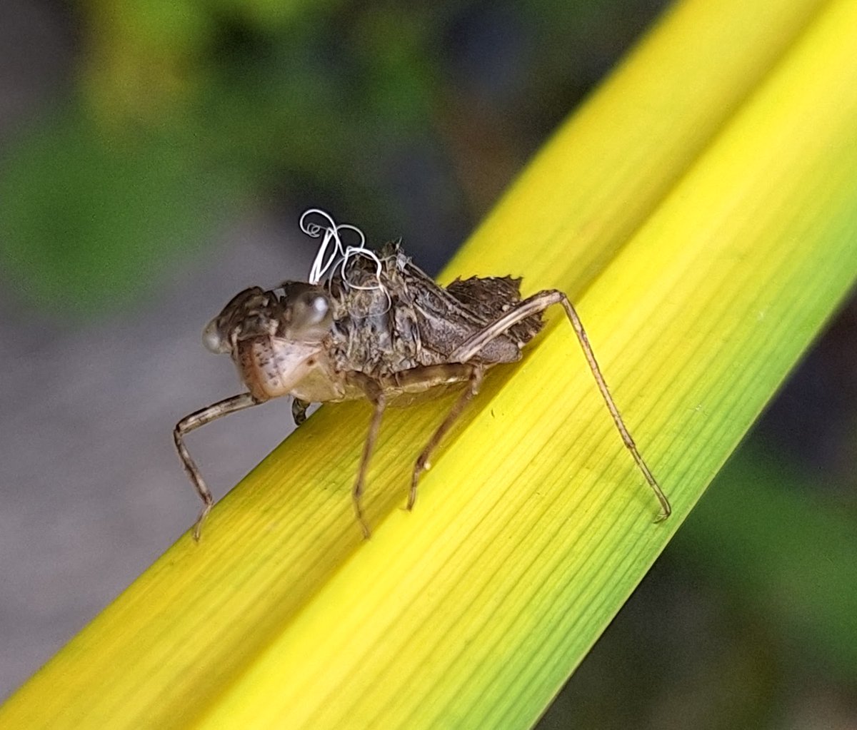 Nog even en de libellen bij de vijver sluipen uit!