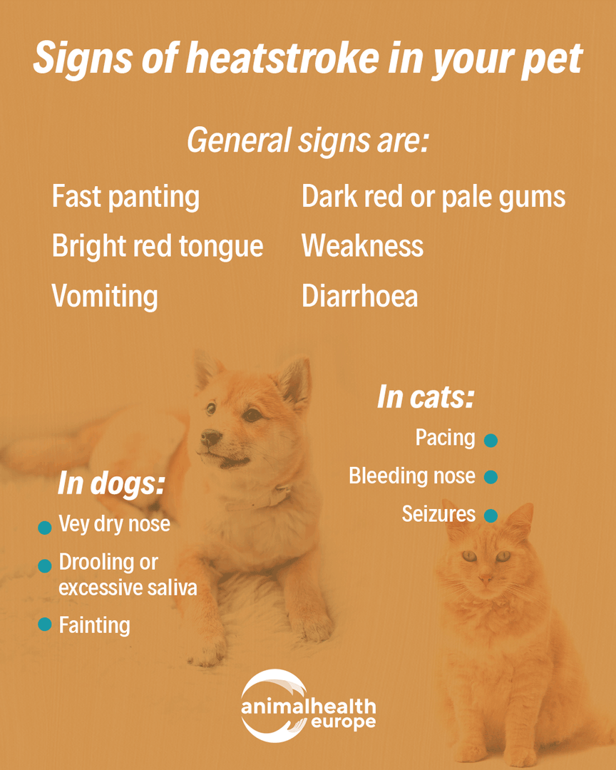 animalhealthEU's tweet photo. Heatstroke can be fatal for our beloved pets ๐จ
Knowing the warning signs can save their life, ๐ acting fast makes all the difference.
โ๏ธLetโs keep our furry friends safe and cool this summer!
#SummerPetTips https://t.co/kcaSZ45RB6