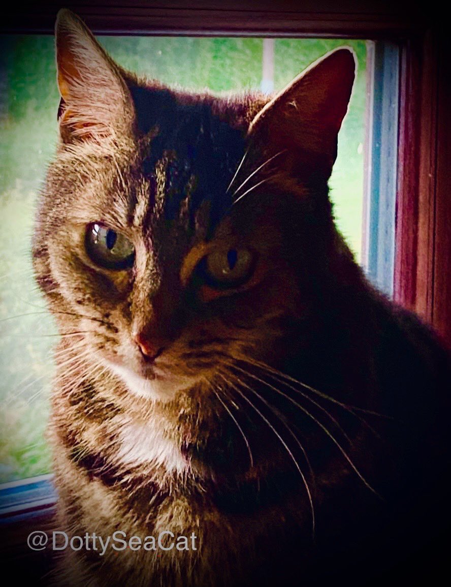 Have a purrrfect  #WhiskersWednesday! #cats #CatsOfTwitter 🤗🐈🤗