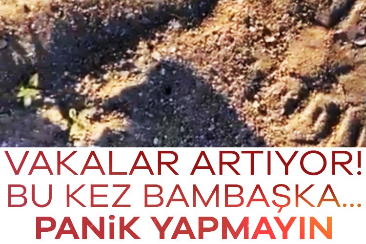 Vakalar artıyor! Bu kez bambaşka... Panik yapmayın

Haberi oku---&gt; tinyurl.com/44vjfuab