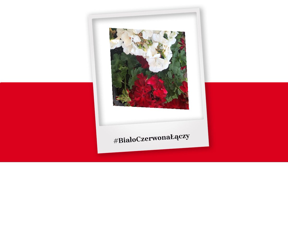 Polska's tweet image. 🇵🇱 Polonia na świecie – łączymy się z Wami! 🌍
Czy wiesz, że istnieje oficjalna strona, na której znajdziesz najważniejsze informacje i dokumenty dot. polityki polonijnej Rzeczypospolitej Polskiej?
🔹 Chcesz wiedzieć, jakie programy wsparcia oferuje Polska dla Polonii?
🔹 Szukasz…