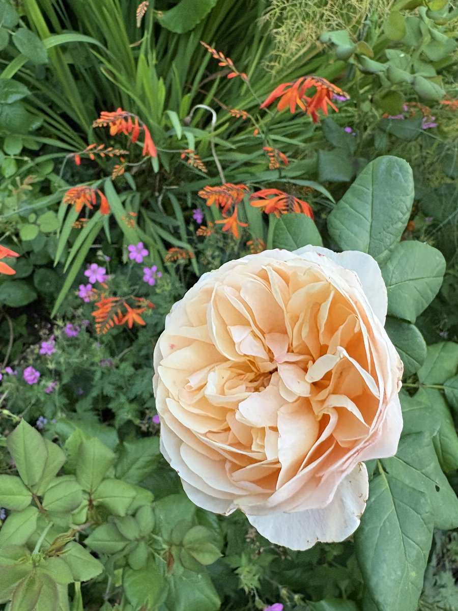 ElizAthertonSop's tweet image. My beautiful #RoaldDahl still going despite intense heat and now torrential rain. Such a trouper!
#RoseWednesday #Flowers #Gardening #FlowerHunting