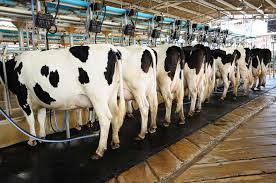 🔵THE National Competitiveness Commission (NCC) and dairy farmers have raised concerns over burdensome taxes and regulations, which are crippling production, with several operators struggling to stay afloat
newsday.co.zw/business/artic…