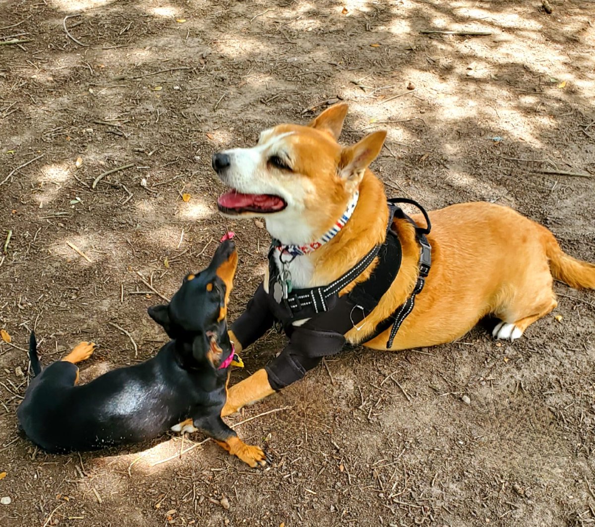 EltonSherrif's tweet image. Everypawdy needs some love💞, luckily I have my pawrents & my girlfriends. Little Bean - a very sweet Dachshund - is one if my besties, she like smooching with I and I let her🤭you can see - I happy & proud, Sheriff Elton from Texas 🙏🐾🚔🐕💞