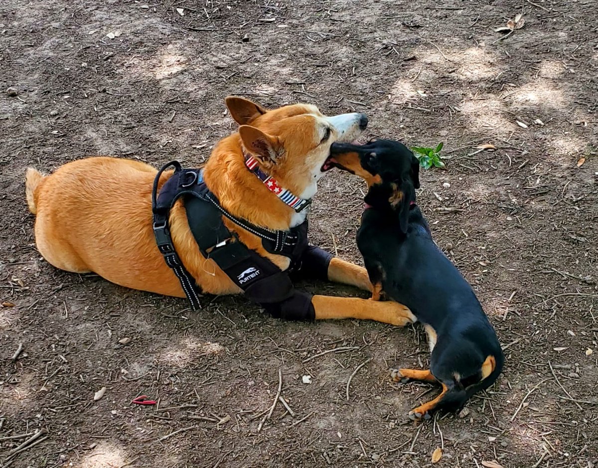 EltonSherrif's tweet image. Everypawdy needs some love💞, luckily I have my pawrents & my girlfriends. Little Bean - a very sweet Dachshund - is one if my besties, she like smooching with I and I let her🤭you can see - I happy & proud, Sheriff Elton from Texas 🙏🐾🚔🐕💞