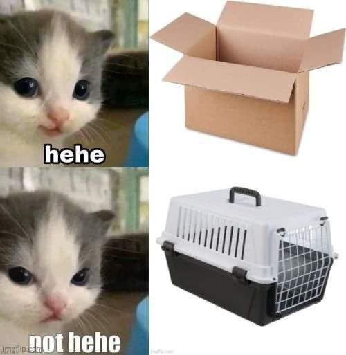 catshealdeprsn's tweet image. I want to thank you for following me! It’s a pleasure to be here on 𝕏 for sharing the positivity.
But now it’s your turn. 😉
Let’s create a big thread together with a photo of your pet(s) in the comments..
Thanks in advance.. 😊