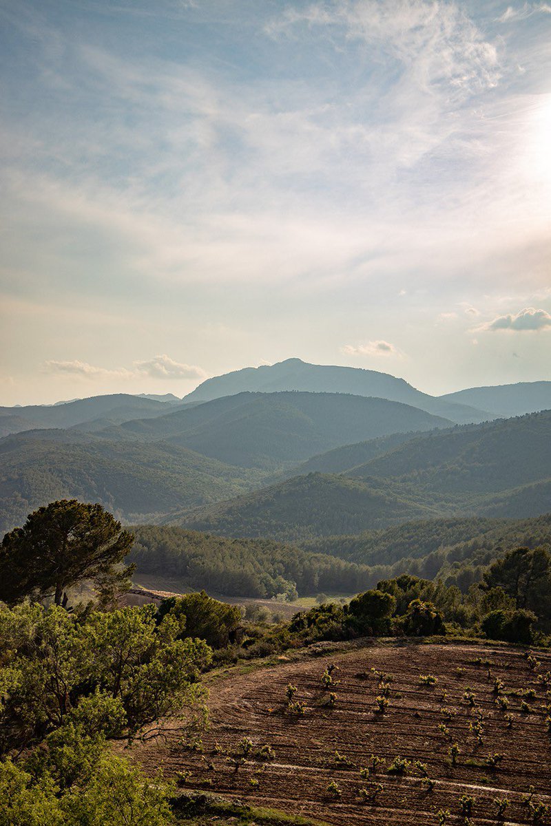 rtroyano's tweet image. Vins d’arquitectura modernista

Avui a @ARACampTGN amb #cansumoi @RaventosiBlanc 

ara.cat/campdetarragon…

#vicatalà #montmell #aiguamúrcia #sumoll