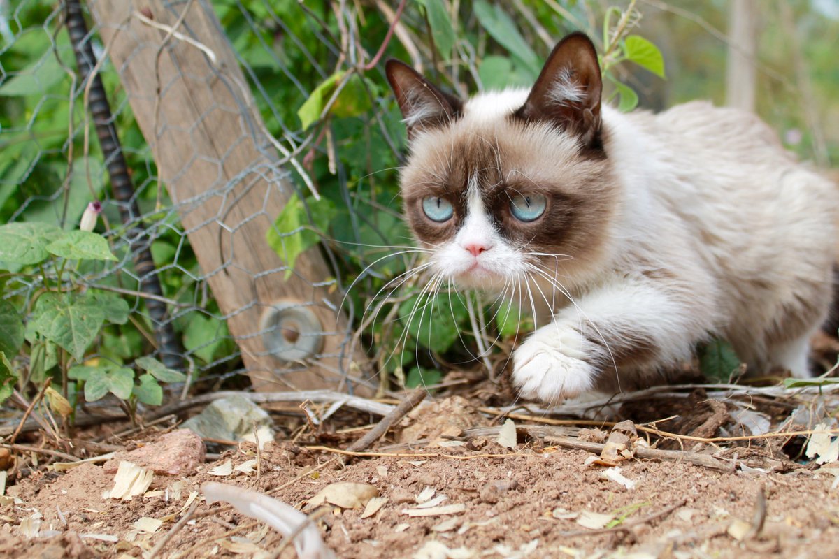 grumpycatcoin's tweet image. Tracking liquidity like it owes me money.
