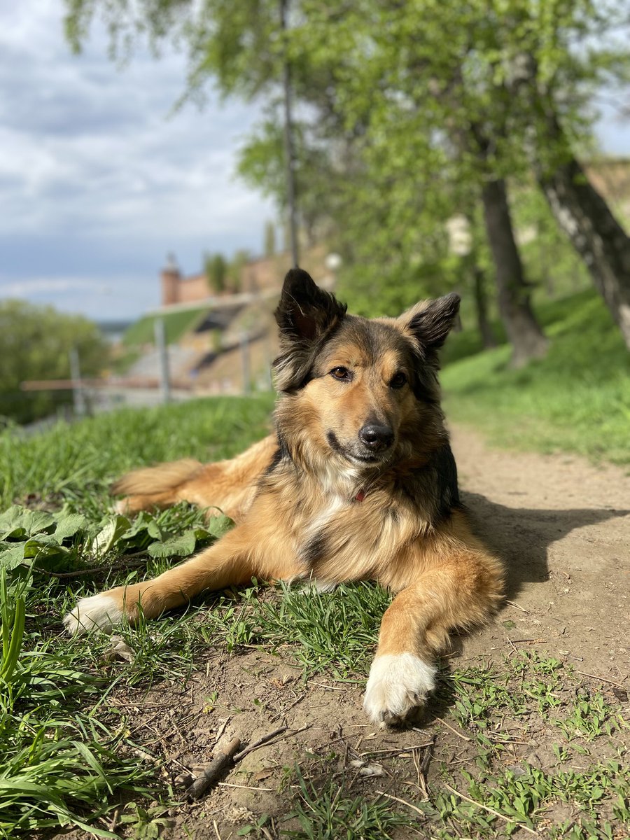 Помимо милой и бесполезной команды Дай пять! - Камуся отбивает мне пятюню двумя лапами, выучена команда Ешь и не выебывайся, ведь хитрая собачка знает, что если быстренько съесть корм, то кожаные обязательно дадут вкусняху. Булка моя дурацкая, ну.