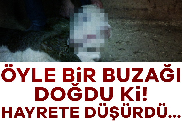 Öyle bir buzağı doğdu ki! Hayrete düşürdü...

Haberi oku---&gt; tinyurl.com/s6v4kh4c