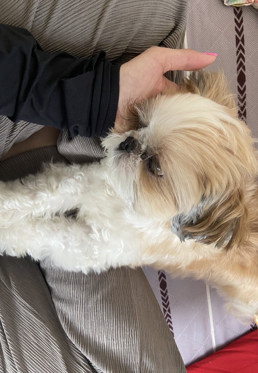 harumonchi_'s tweet image. "今日おしごとだよ"って言われると飼い主が出かけていくのでおしごとがきらいで出かけないように阻止してるちっちです。もちろん飼い主もおしごとは嫌です