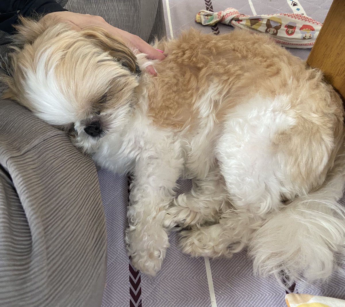harumonchi_'s tweet image. "今日おしごとだよ"って言われると飼い主が出かけていくのでおしごとがきらいで出かけないように阻止してるちっちです。もちろん飼い主もおしごとは嫌です