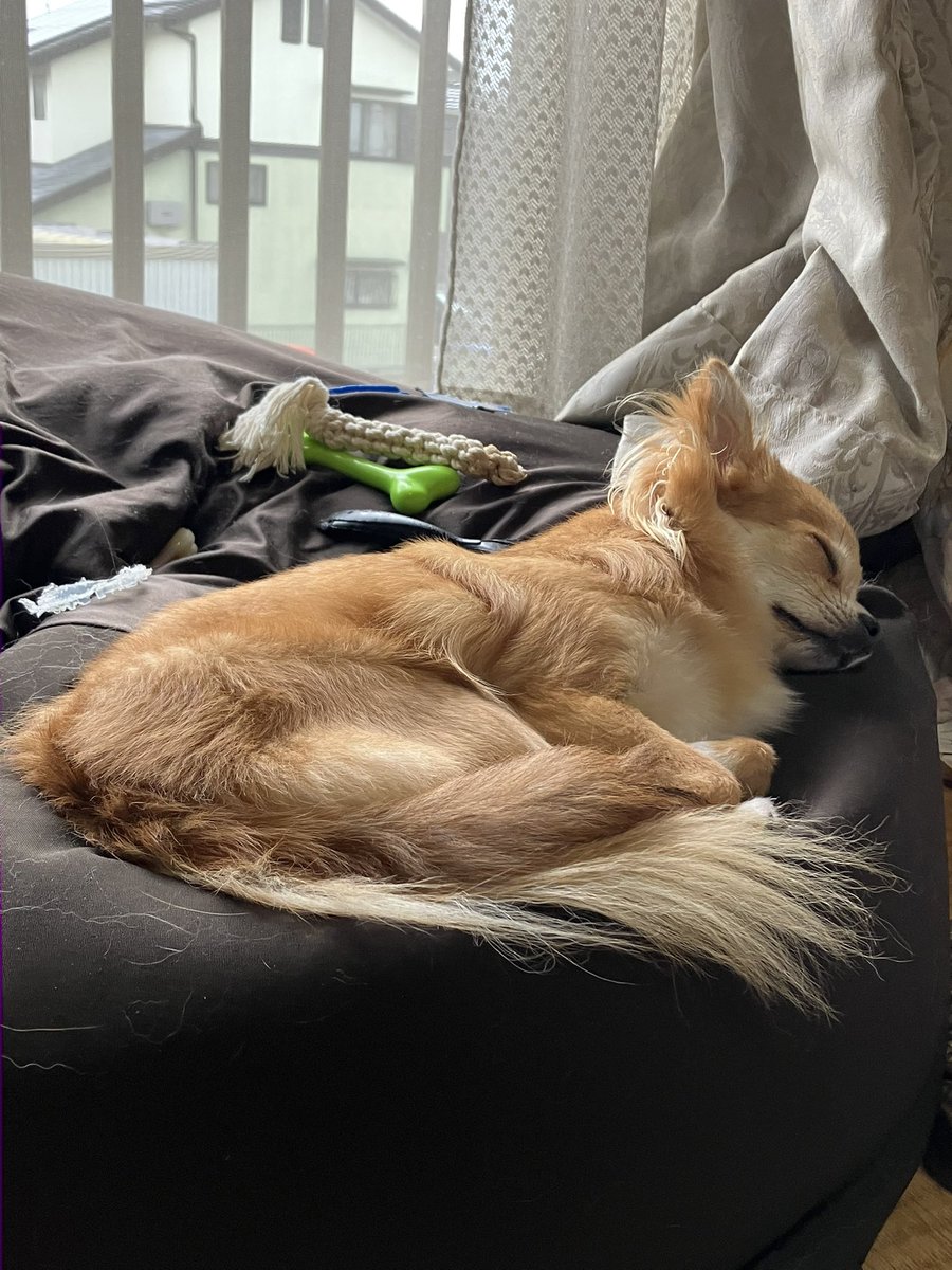 お昼寝タイム💤