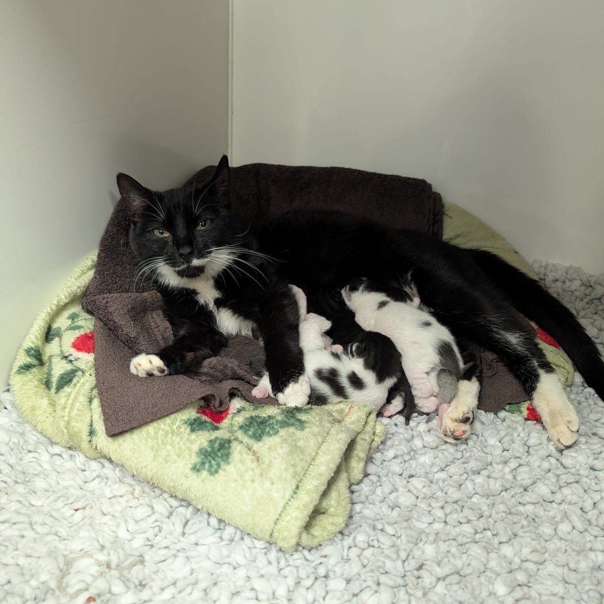 Abandoned and trapped in a bin, a mother cat named Laura was terrified and trying to protect her kittens from danger. 💔 1/5 #Thread