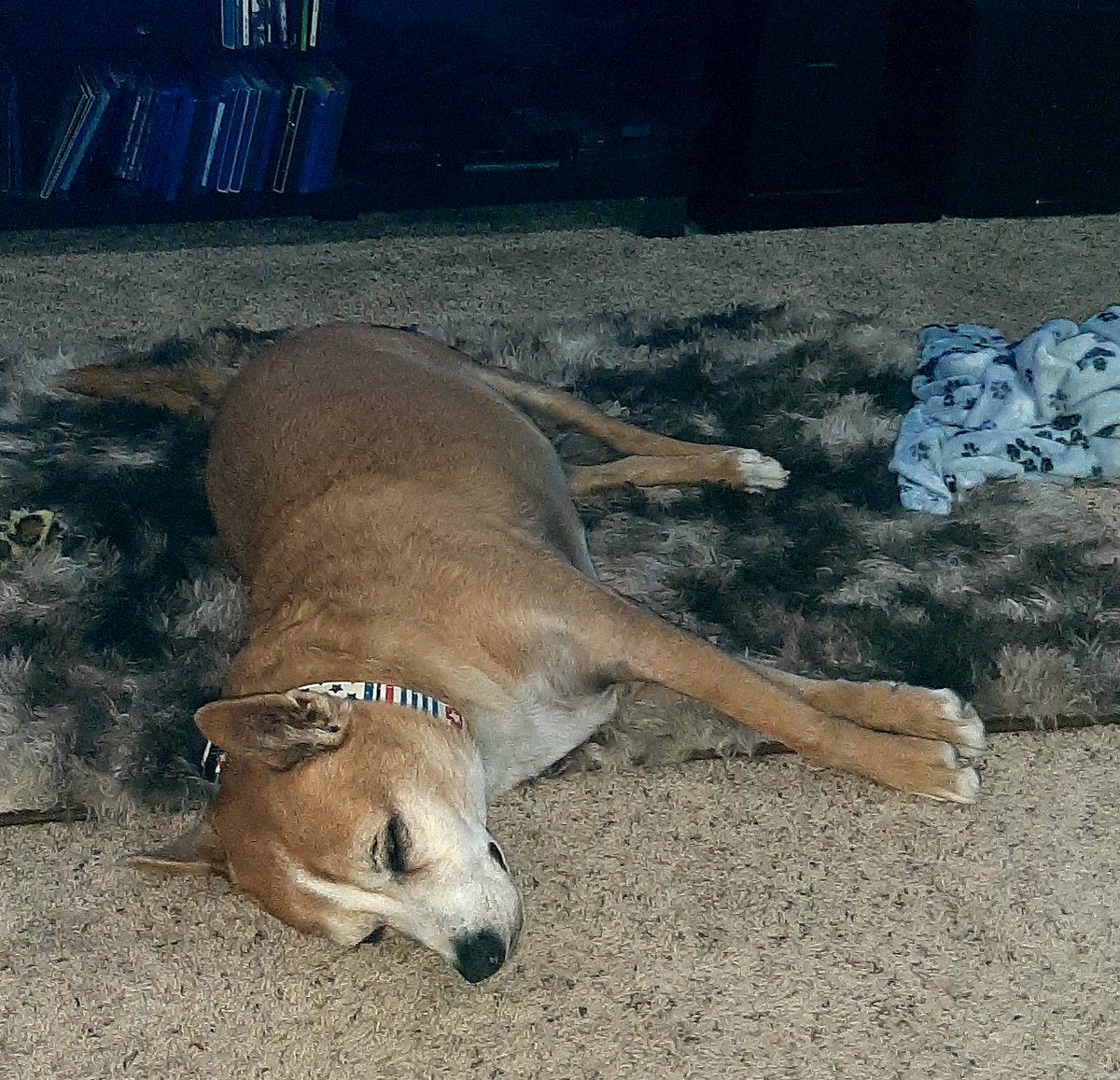 EltonSherrif's tweet image. As you know, I like to be driven in da truck & have da entire back bench reserved for I🙂Although we had lots of rain, da heat is on with da sun, blue skies & I wear shades traveling. After all da action, I resting - in da TV room on my carpet or next door on my couch🙏🐾🚔🐕💞