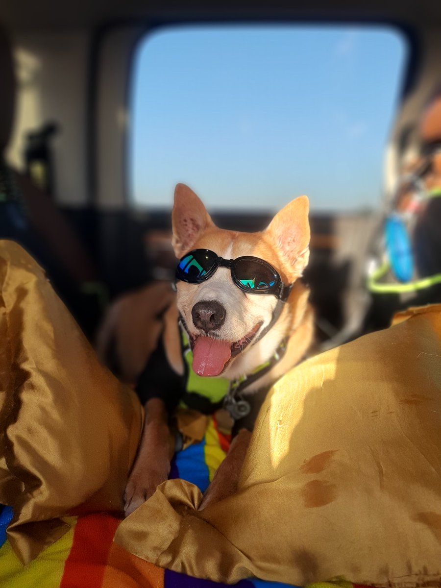 EltonSherrif's tweet image. As you know, I like to be driven in da truck & have da entire back bench reserved for I🙂Although we had lots of rain, da heat is on with da sun, blue skies & I wear shades traveling. After all da action, I resting - in da TV room on my carpet or next door on my couch🙏🐾🚔🐕💞