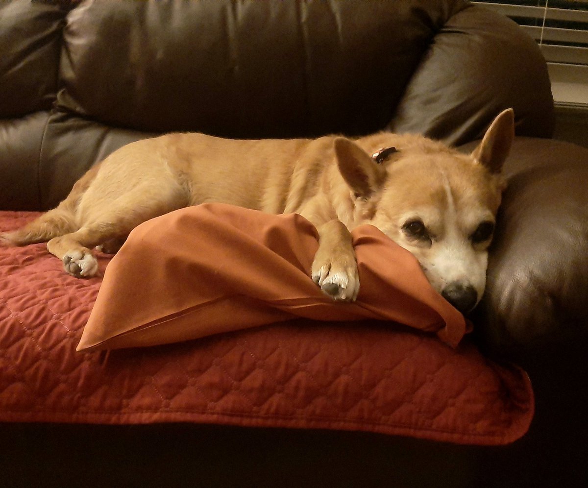 EltonSherrif's tweet image. As you know, I like to be driven in da truck & have da entire back bench reserved for I🙂Although we had lots of rain, da heat is on with da sun, blue skies & I wear shades traveling. After all da action, I resting - in da TV room on my carpet or next door on my couch🙏🐾🚔🐕💞