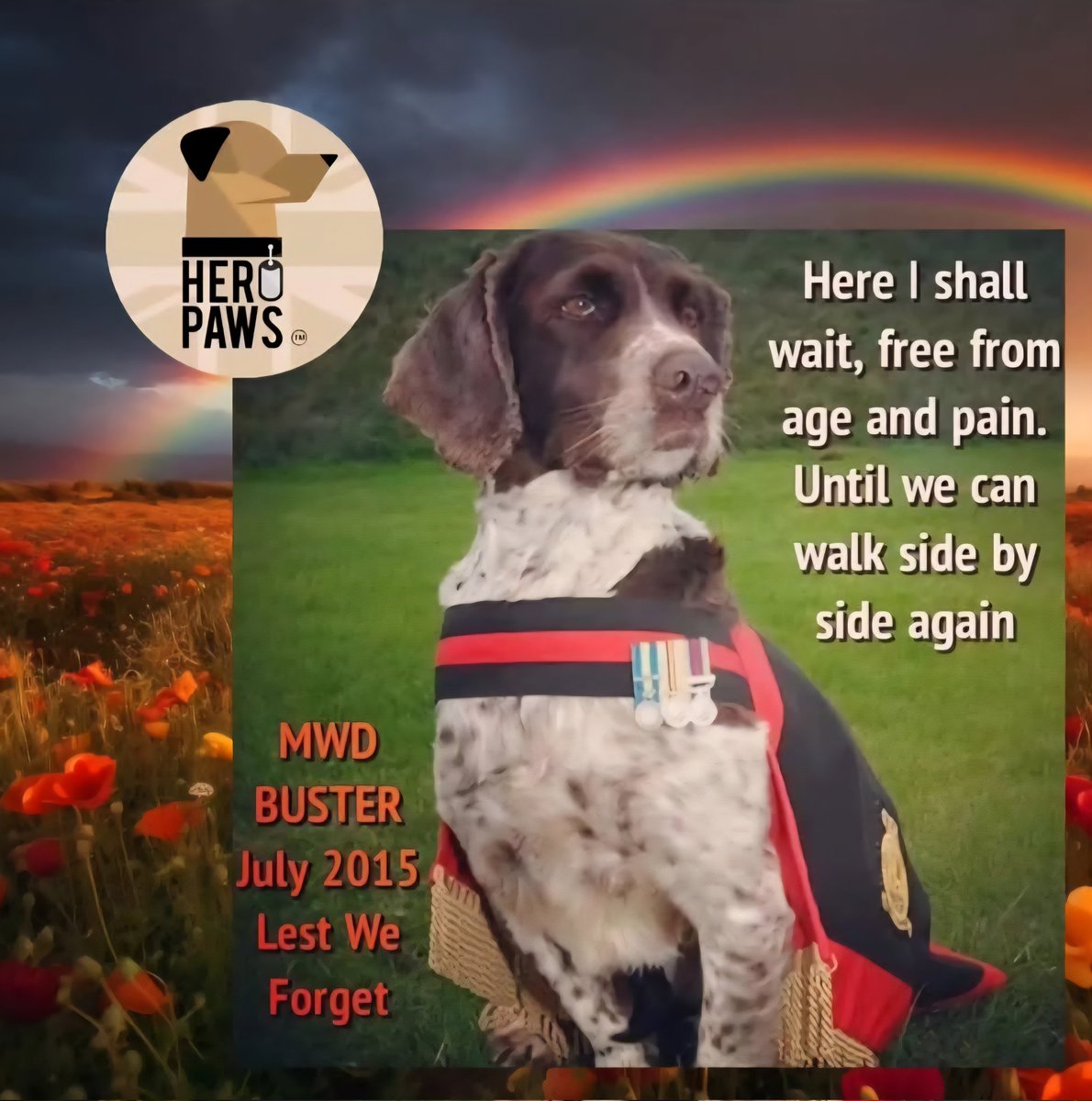 Heropawsuk's tweet image. Lest we forget Royal Air Force Police search dog Buster 16th July 2015
Buster, an English Springer Spaniel, arrived at the Defence Animal Centre in Melton Mowbray in 2003 to train as an Arms and Explosives Search dog. During his career as a Military Working Dog with the RAF…