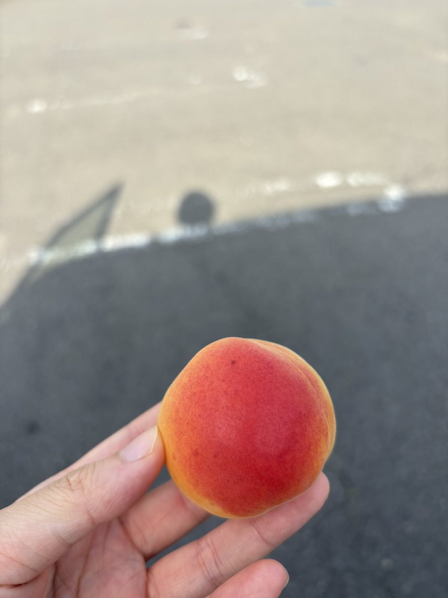 お初品種♪