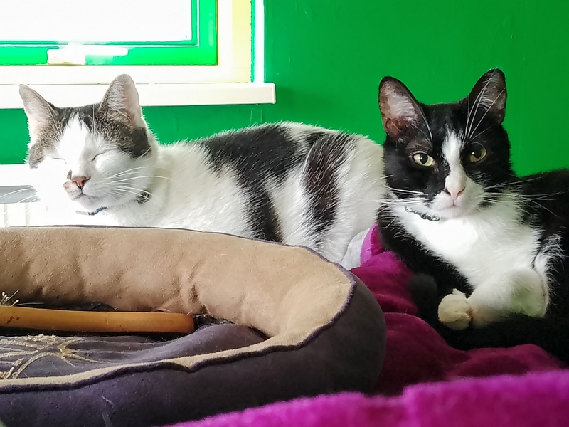 Mom no been happy wiz the community services The Queen been sentence her to go do. Well mom, purrhaps it been an idea that you NO was go cheat on us?  

Mom go repurrt at the purrbation office on Aug. 8 and undergo her sentence on the very same day.  

We has to draw lines!