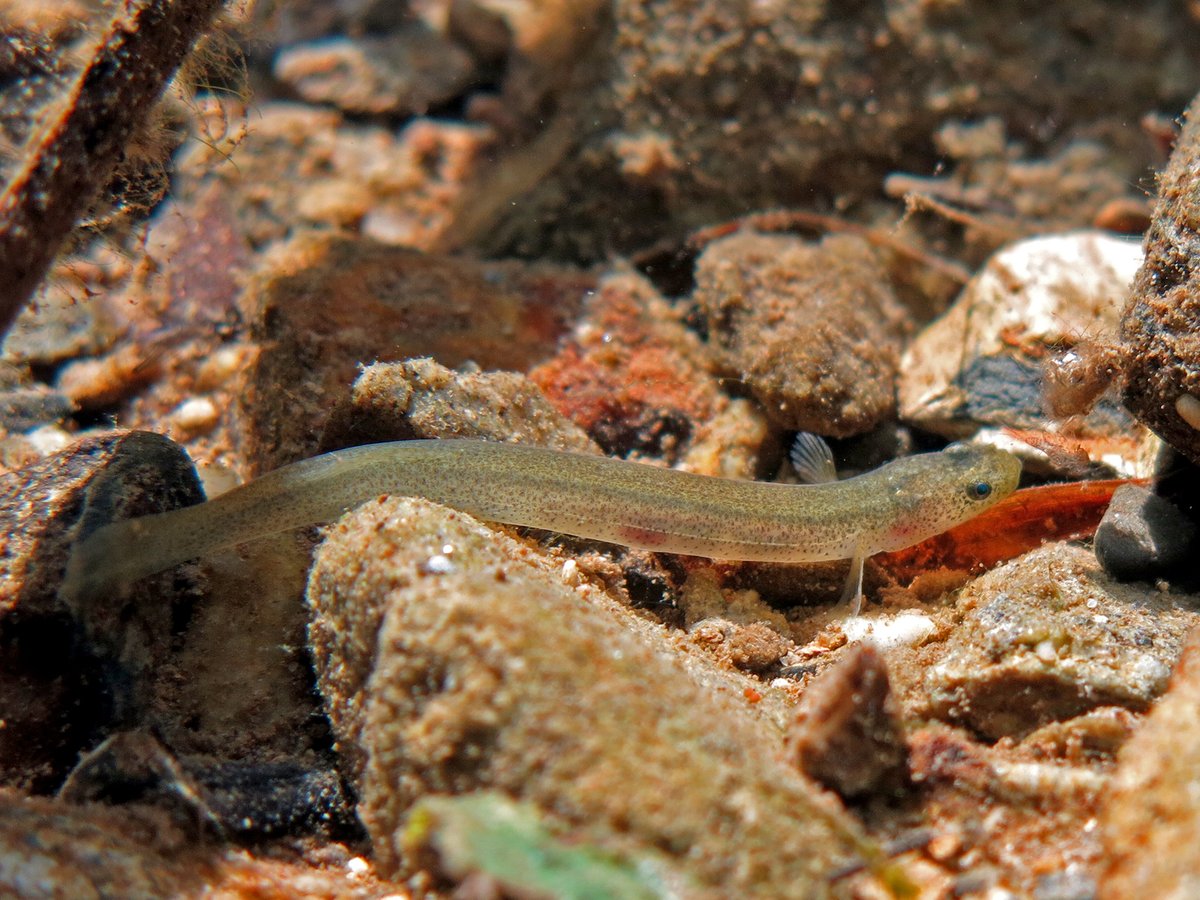 OISTedu's tweet image. New study: Genetic isolation in gobies across Okinawan islands despite habitat proximity reveals urgent conservation needs. @SciReports Full paper: doi.org/10.1038/s41598…