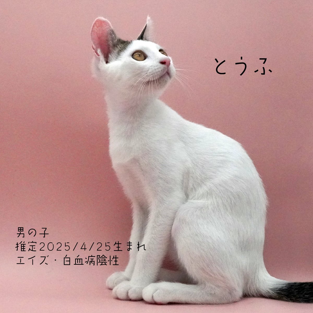 【猫の里親募集：拡散お願いします🙇】

江別ねこ部にて里親さん募集の猫ちゃんです。
譲渡条件などお気軽にお問い合わせください🙏
（江別ねこ部のInstagramにご連絡でも👌）

ずっとの家族が見つかりますように！

#北海道
#江別市