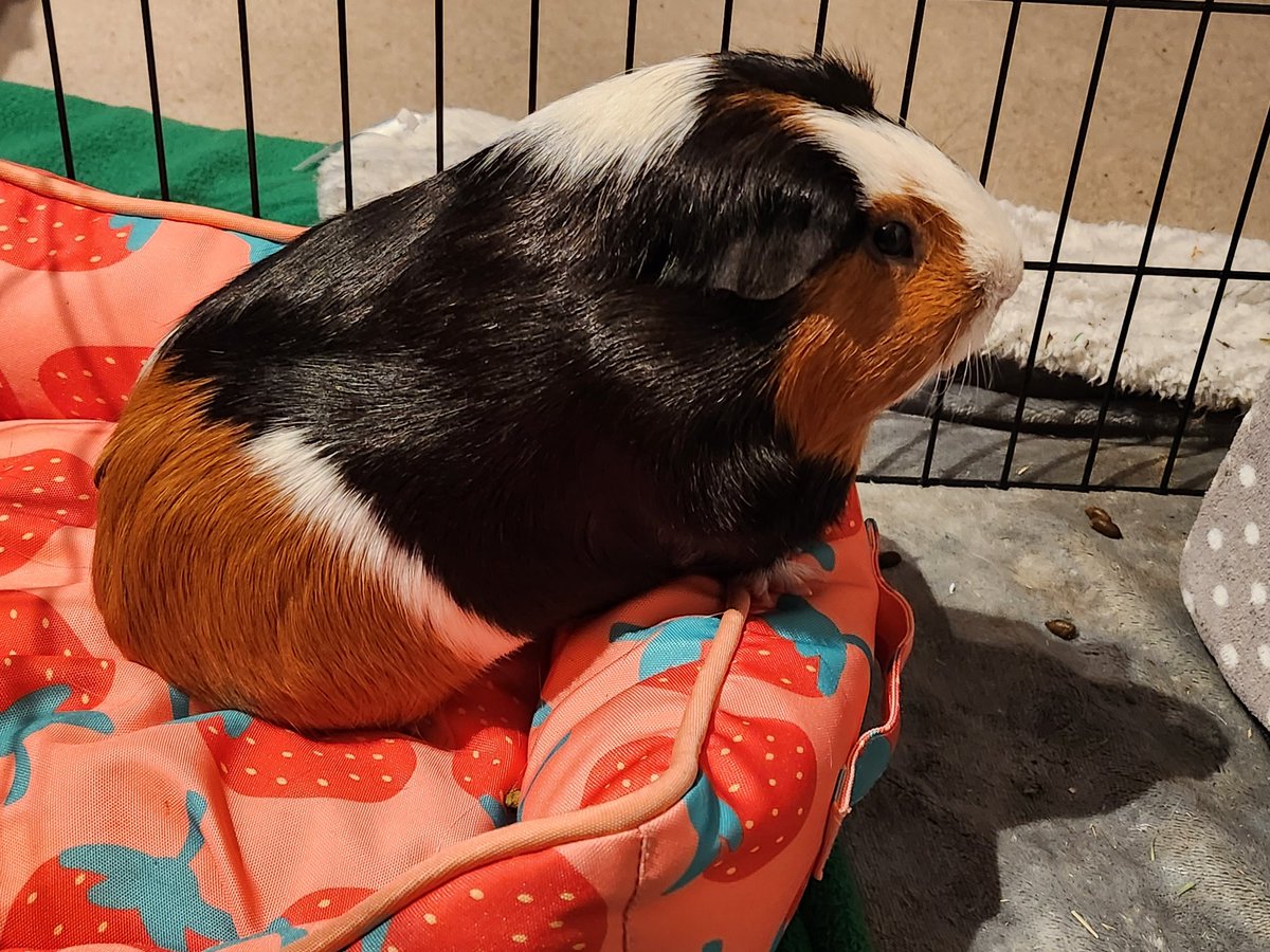 BikerVick's tweet photo. @haypigs celebrating #GuineaPigAppreciationDay #gpad with my gorgeous boys Loki (tricolour) &amp; Leo (brown &amp; white) 💙💙 wheek wheek! https://t.co/O7CzCGfWhK
