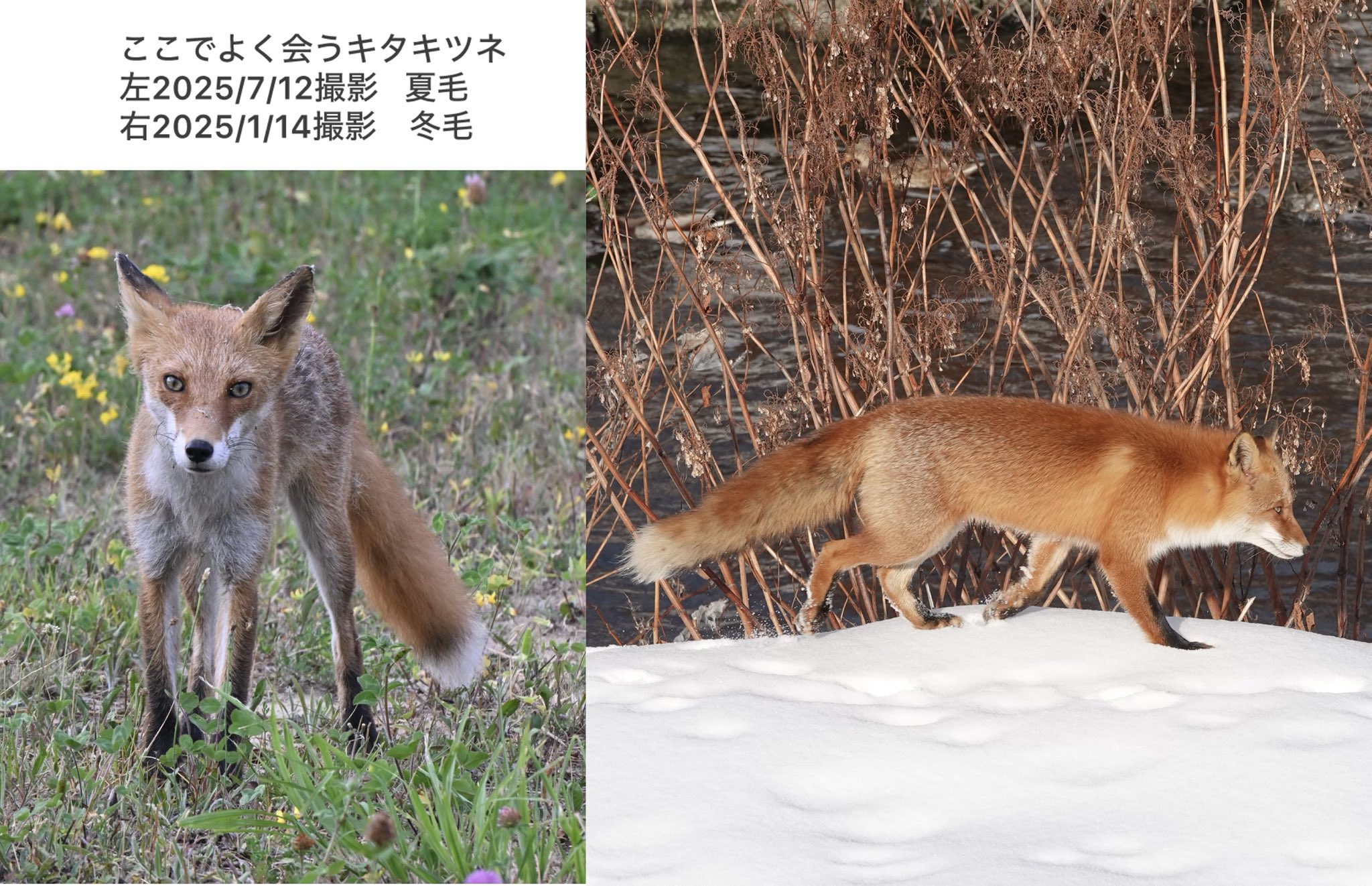 kitano sorakara on X: 