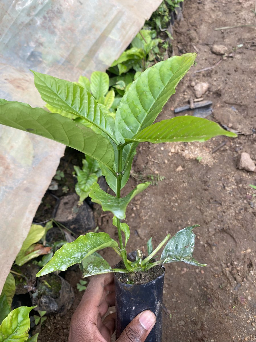 Muganzisecure's tweet image. As a way of supporting youth  to promote coffee agroforestry, I will be offering free shade tress to whoever buys these KR CWR  Coffee seedlings from me this season 
NB: The seedlings i have are early maturing and also coffee wilt resistant from @NaCORIUganda 
Those intrested DM