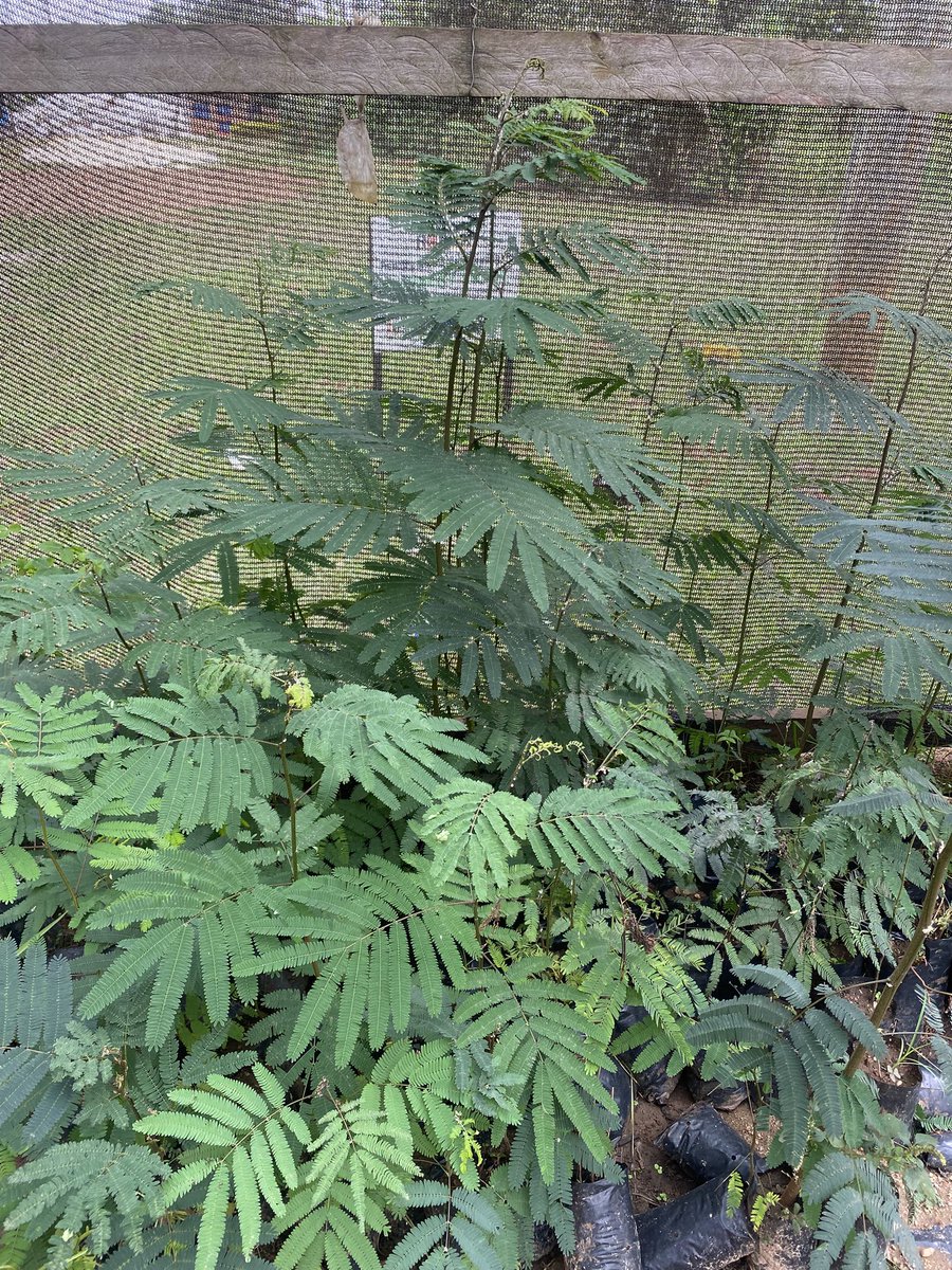 Muganzisecure's tweet image. As a way of supporting youth  to promote coffee agroforestry, I will be offering free shade tress to whoever buys these KR CWR  Coffee seedlings from me this season 
NB: The seedlings i have are early maturing and also coffee wilt resistant from @NaCORIUganda 
Those intrested DM