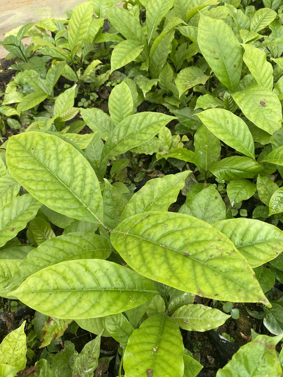 Muganzisecure's tweet image. As a way of supporting youth  to promote coffee agroforestry, I will be offering free shade tress to whoever buys these KR CWR  Coffee seedlings from me this season 
NB: The seedlings i have are early maturing and also coffee wilt resistant from @NaCORIUganda 
Those intrested DM