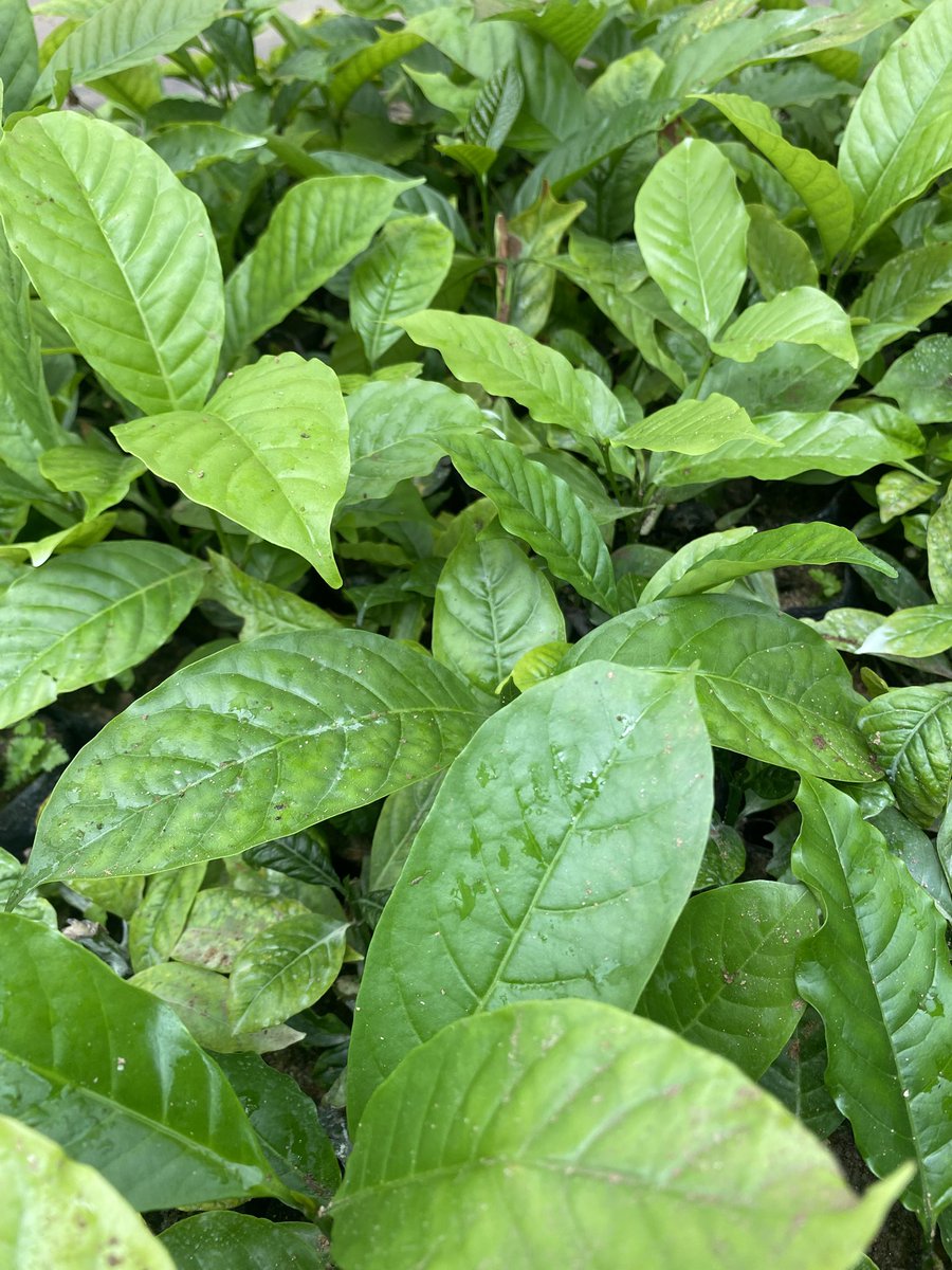 Muganzisecure's tweet image. As a way of supporting youth  to promote coffee agroforestry, I will be offering free shade tress to whoever buys these KR CWR  Coffee seedlings from me this season 
NB: The seedlings i have are early maturing and also coffee wilt resistant from @NaCORIUganda 
Those intrested DM