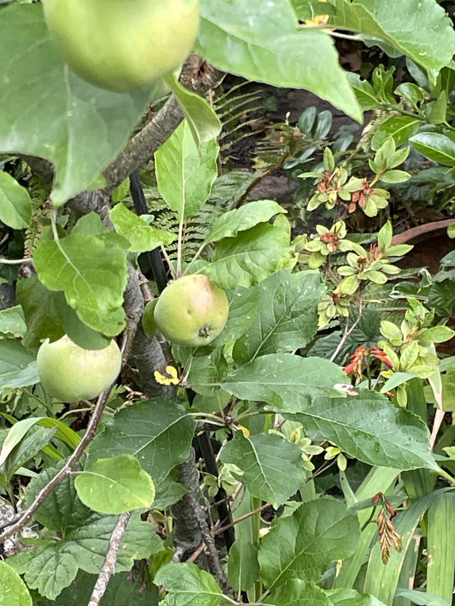 helen21206699's tweet image. Good morning from my little #apple #tree in my little #cottage #garden