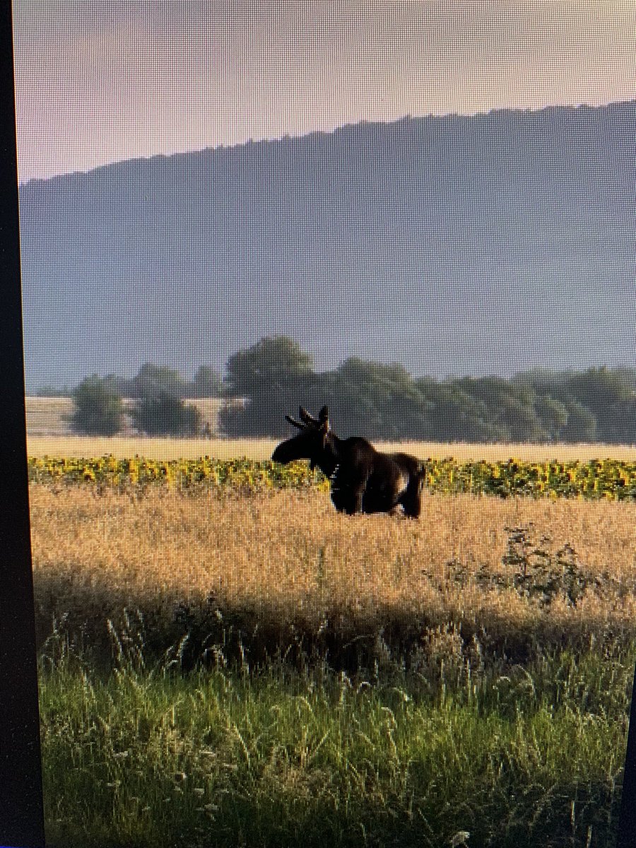 Josef Kvasnička tweet media