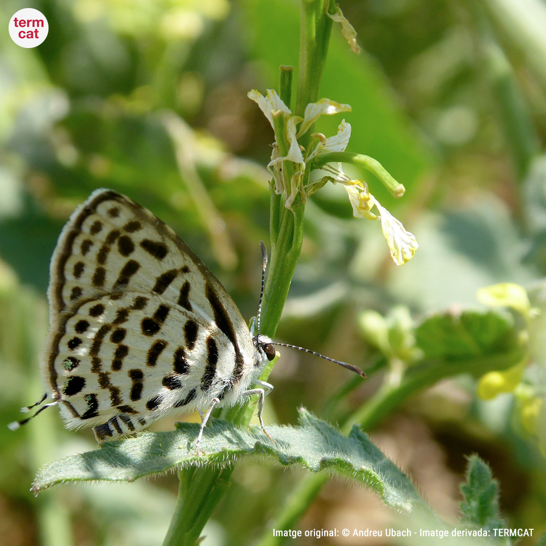 🦋 Ara que és bona època per papallonejar, en tots els sentits, aquesta setmana publiquem una actualització del diccionari de 'Noms de papallones'

Destaquem la papallona 'blaveta zebrada', el nostre #termedelasetmana 👇

termcat.cat/ca/actualitat/…