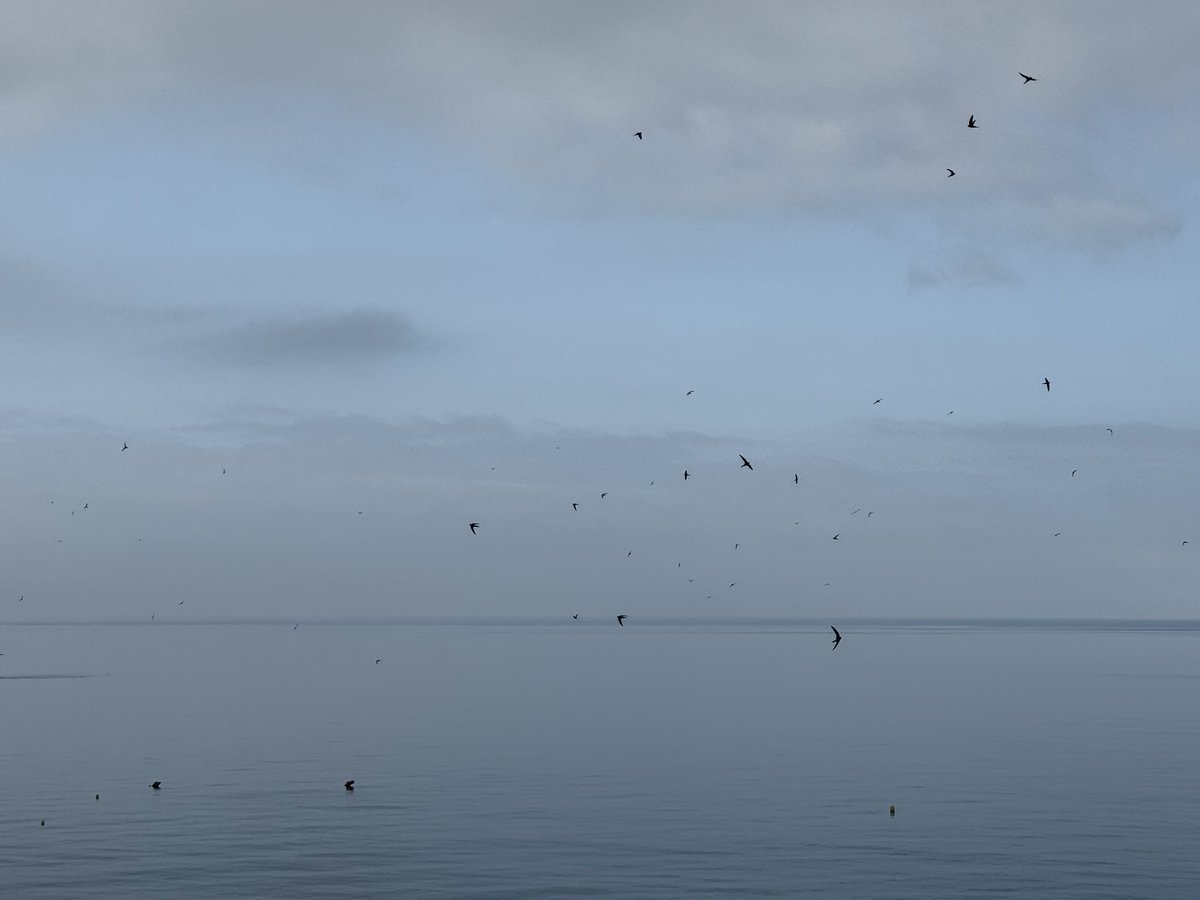 haqpr1963's tweet image. First bird of my day. Swifts as far as the eye can see. #firstbirdofmyday