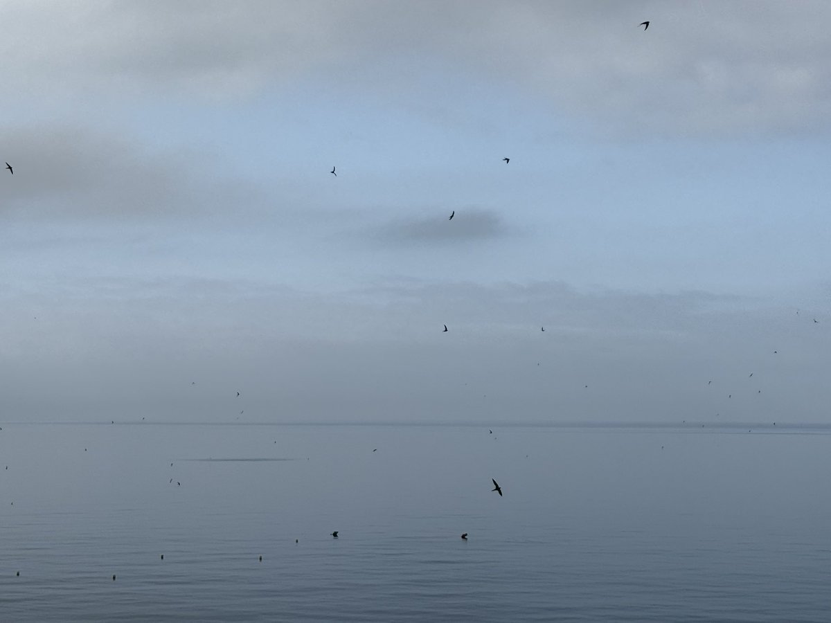 haqpr1963's tweet image. First bird of my day. Swifts as far as the eye can see. #firstbirdofmyday