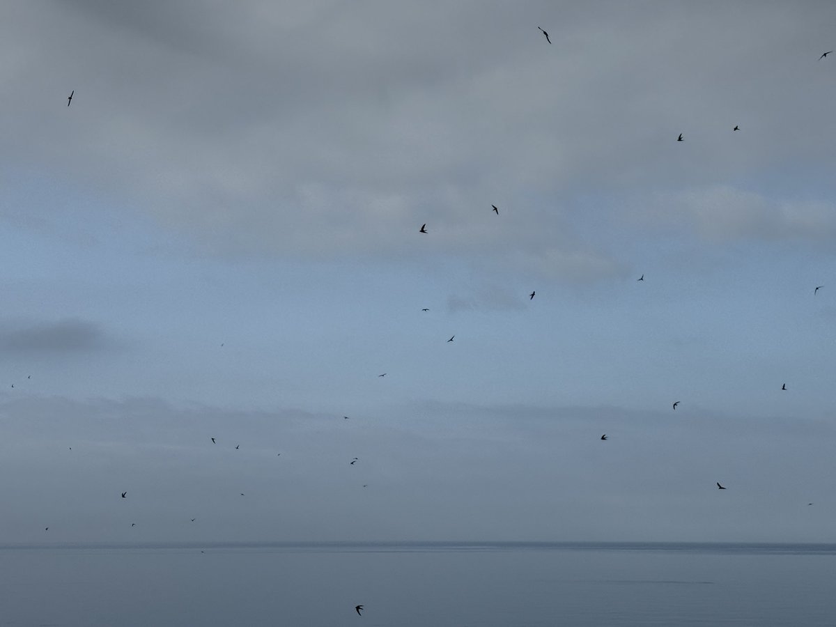 haqpr1963's tweet image. First bird of my day. Swifts as far as the eye can see. #firstbirdofmyday
