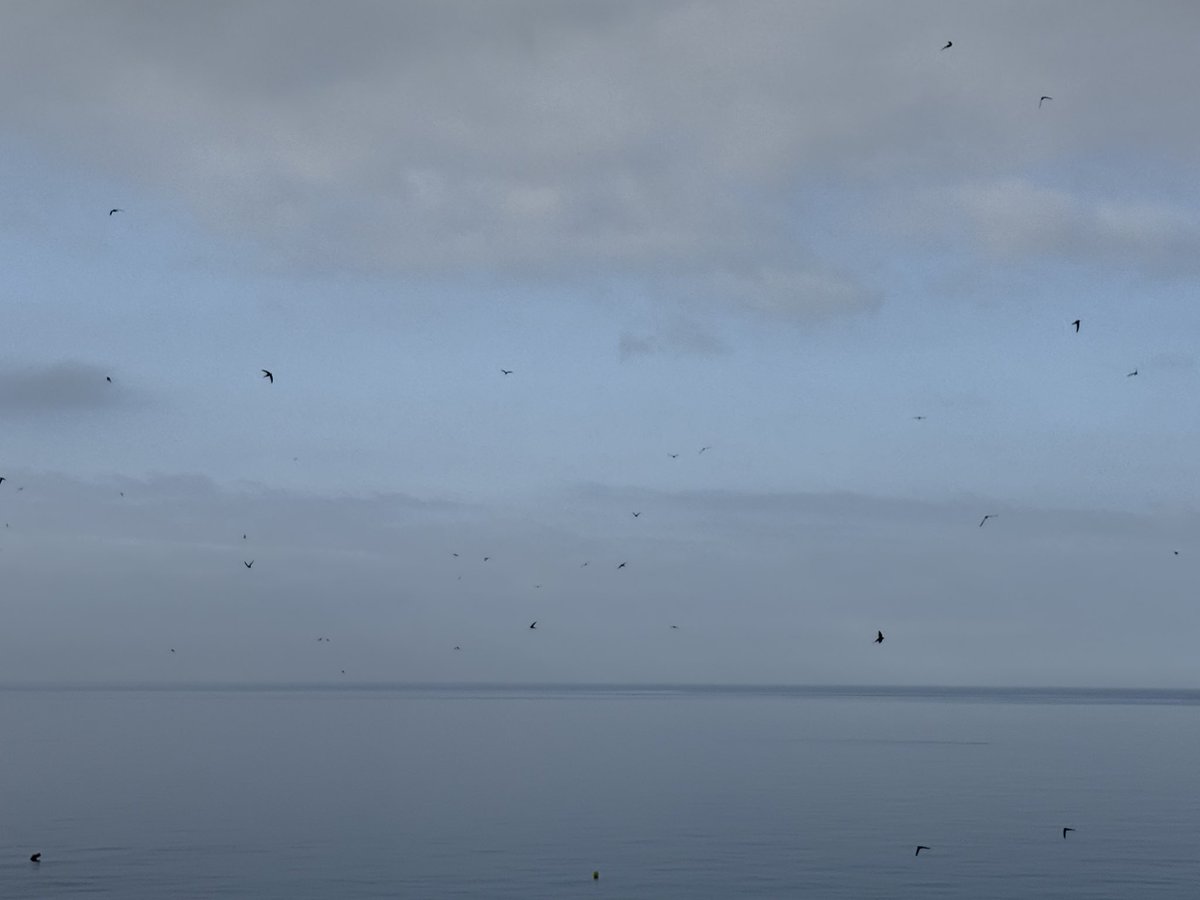 haqpr1963's tweet image. First bird of my day. Swifts as far as the eye can see. #firstbirdofmyday