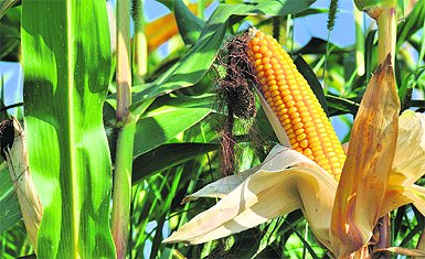 Jarvis945's tweet image. 🚨GM Maize Trials Begins in Punjab Agri University 🚨 

GM maize trials to start soon at Punjab Agricultural University.

Some people are opposing it, but the University says it’s only for research.

#GeneticallyModifiedCrops #Crops #Maiz #Agriculture #India #Punjab