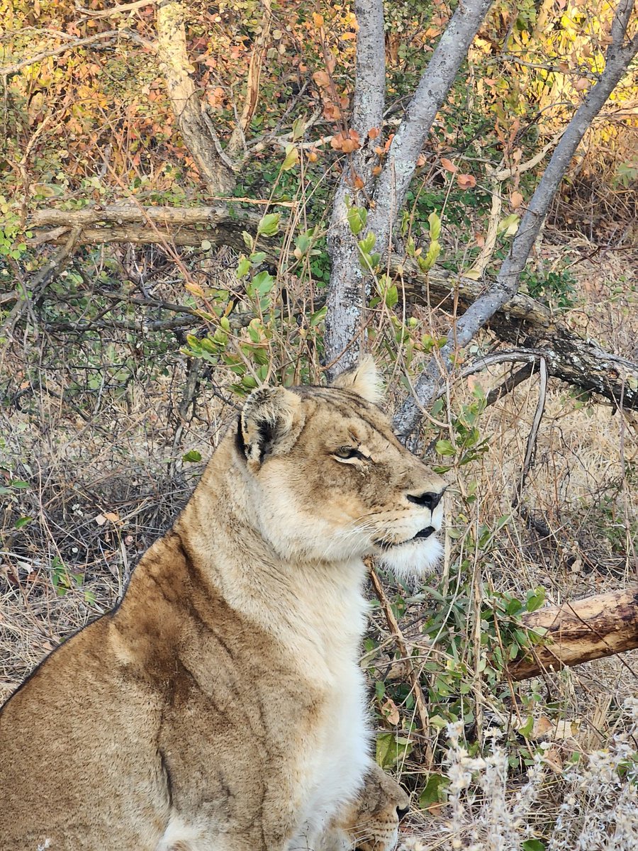 bhamsaajida's tweet image. Slay queen 🐾