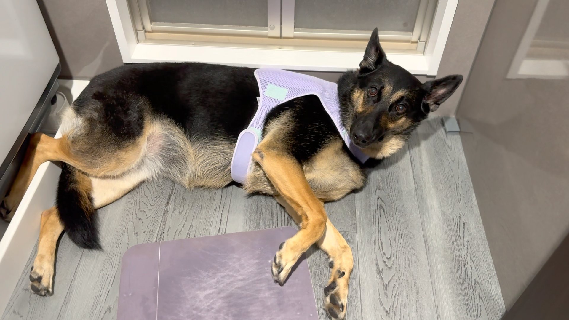犬まんま 楽天市場】【THE 犬飯（いぬまんま）シリーズ お試しおやつ5種