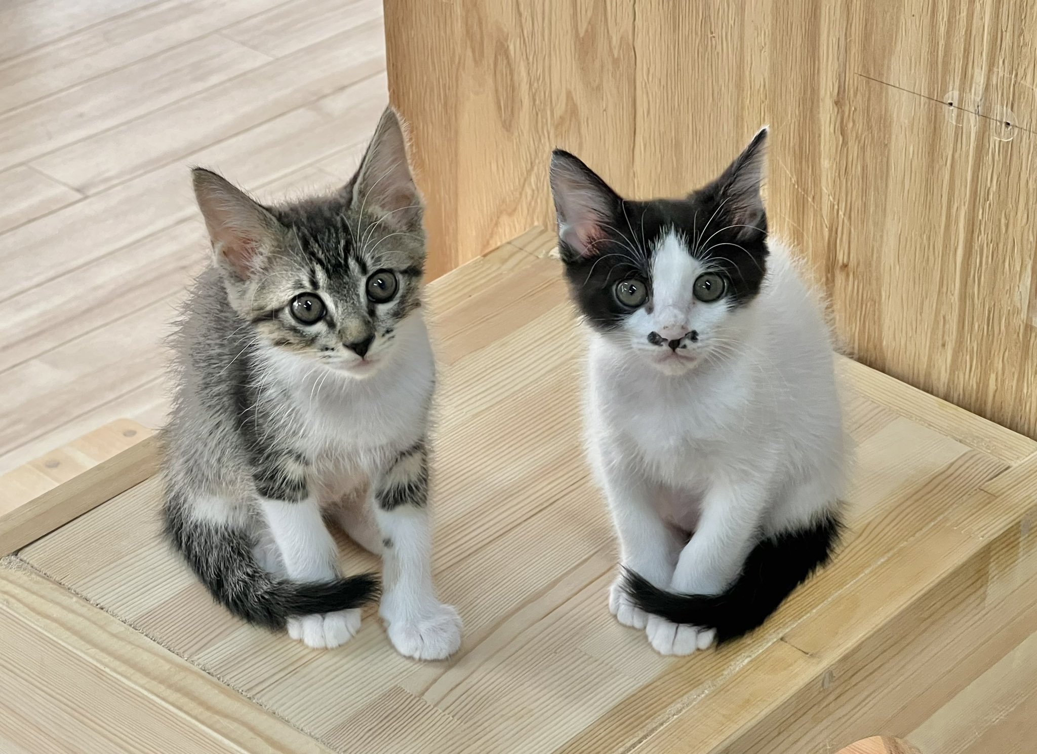 保護猫譲渡センターねこといっしょ🐾 on X: 