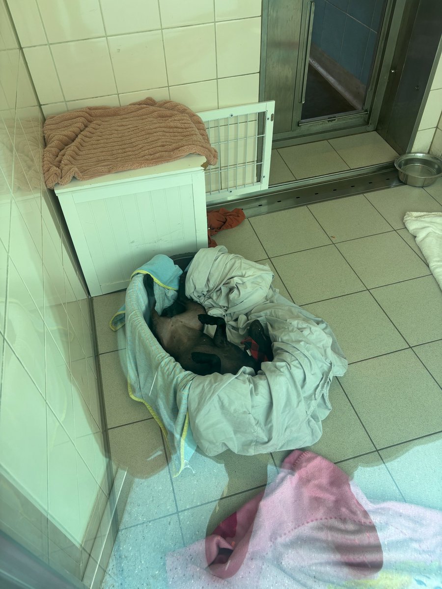 DogsTrust_IE's tweet image. Ebony has two moods: Super explorer, or queen snorer. There is no in between!
#WeekendMood